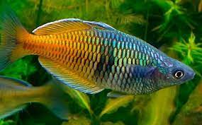 [ARBO] ARCOIRIS BOSEMANI (Melanotaenia boesemani)