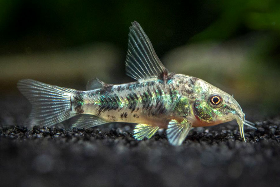 [GAPA] GATO PALEATUS (Corydoras paleatus)