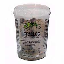 GRILLO VIVO ALIMENTO (Achaeta domestica)