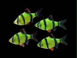 SUMATRANO FLUORESCENTE ROJO