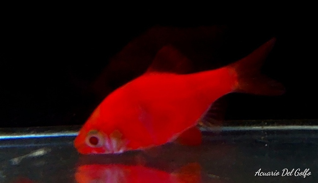 SUMATRANO ROSA