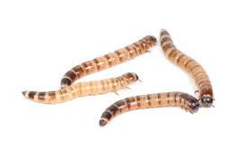 ZOFOBA (Zophobas morio)