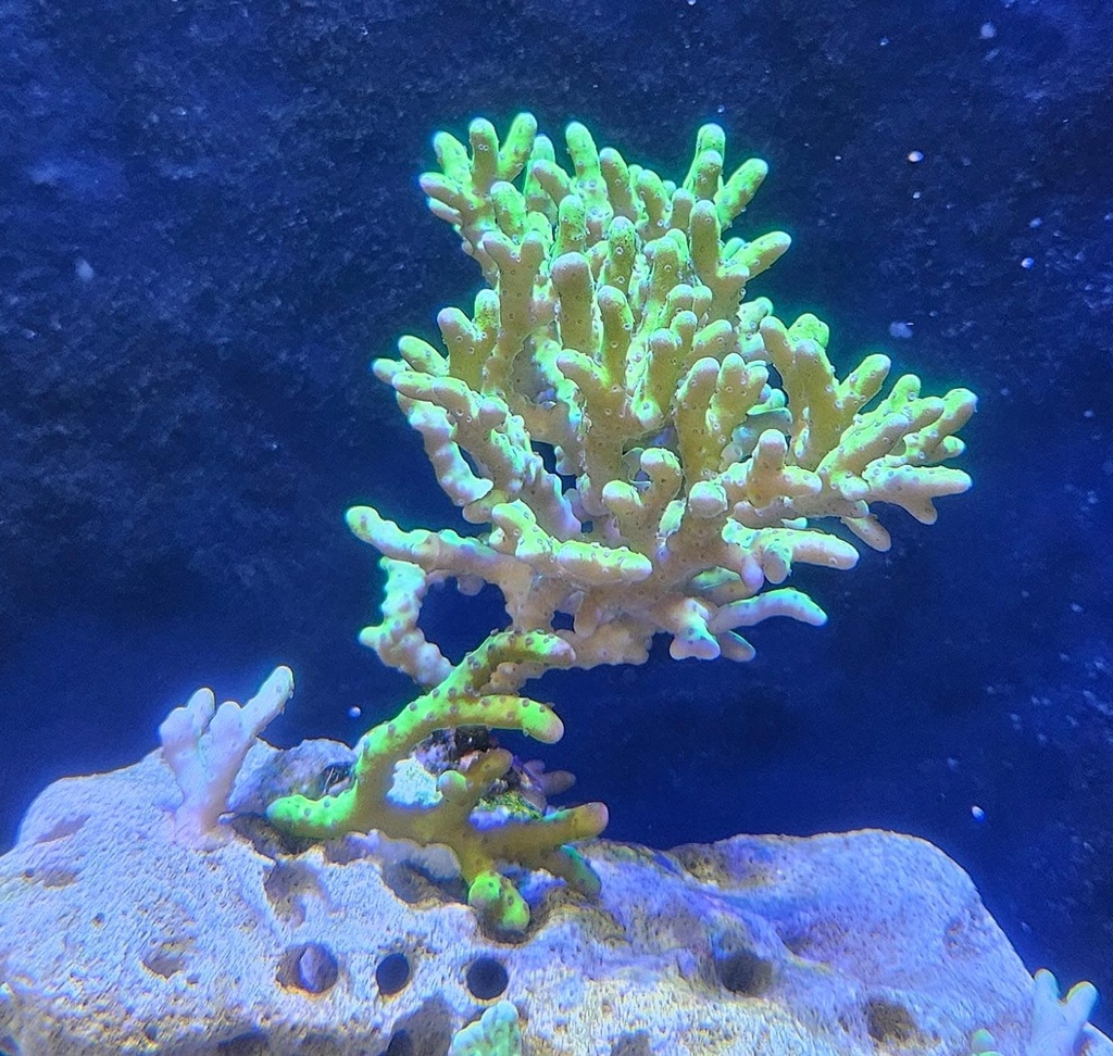 [ANACR] ANACROPORA VERDE